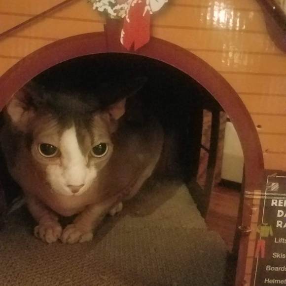 Meet your Posher, Sally - Picture 6 of 14